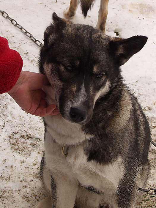 2003 schlittenhunde035.jpg